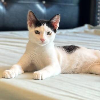 Rescue Domestic Short Hair Cats for Adoption in Liverpool, Texas - Moxy | PetCurious