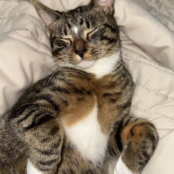 Saka -  Domestic Short Hair Cat for Adoption in Clifton, New Jersey - Saka | PetCurious