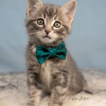 Tabby Cats Available for Adoption in Calgary, Alberta - Finch | PetCurious