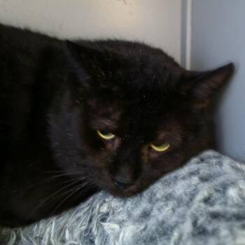 Breezy -  Domestic Short Hair Cat for Adoption in Waynesboro, Pennsylvania - Breezy | PetCurious