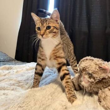 Leia -  Domestic Short Hair and Tabby Cat for Adoption in Antioch, California - Leia | PetCurious