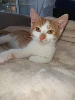 Sage -  Domestic Short Hair Cat for Adoption in Pensacola, Florida - Sage | PetCurious