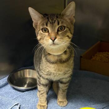 Sunny -  Domestic Short Hair Cat for Adoption in Nashville, Tennessee - Sunny | PetCurious