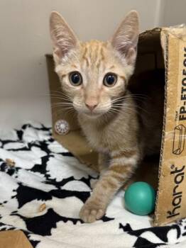 Jack -  Domestic Short Hair Cat for Adoption in Honolulu, Hawaii - Jack | PetCurious