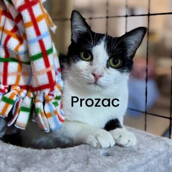 Domestic Short Hair Cats Available for Adoption - Prozac  | PetCurious