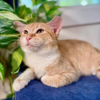 Domestic Short Hair and Tabby Cats Available for Adoption - Peaches The Sweet | PetCurious