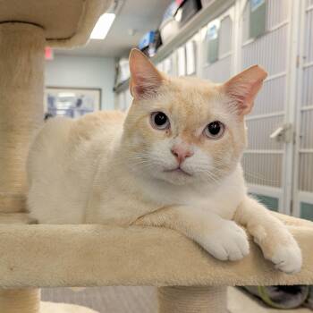 Snowball -  Domestic Short Hair Cat for Adoption in Stamford, Connecticut - Snowball | PetCurious