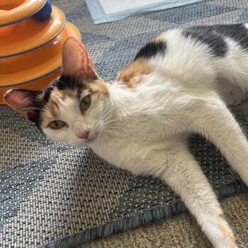 Ariel -  Domestic Short Hair Cat for Adoption in Pleasant Hill, California - Ariel | PetCurious