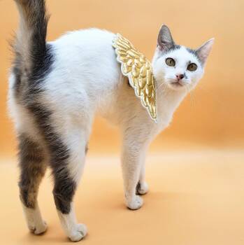 Rescue Domestic Short Hair Cats for Adoption in Springfield, Missouri - Avon | PetCurious