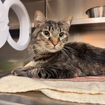 Rescue Domestic Short Hair Cats for Adoption in Incline Village, Nevada - Jimmy | PetCurious