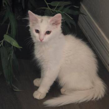 N-Rudy -  Domestic Short Hair Cat for Adoption in Arizona City, Arizona - N-Rudy | PetCurious