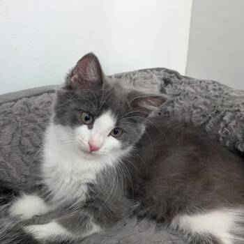 Burgundy -  Domestic Medium Hair Cat for Adoption in Abbotsford, British Columbia - Burgundy | PetCurious