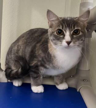 Rescue Domestic Short Hair Cats for Adoption in Cashiers, North Carolina - Ethel | PetCurious