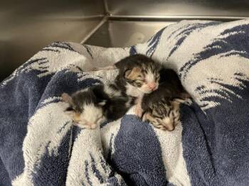 A1914821 -  Domestic Short Hair Cat for Adoption in Thousand Palms, California - A1914821 | PetCurious