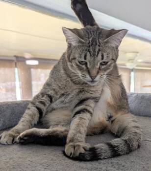 Reese Whiskerspoon -  Tabby Cat for Adoption in Ocala, Florida - Reese Whiskerspoon | PetCurious