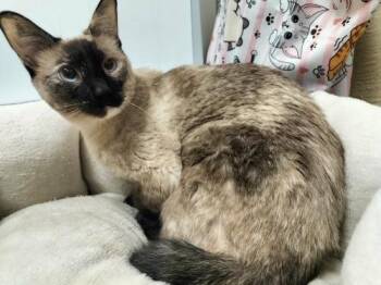 Daisy -  Siamese Cat for Adoption in Parlier, California - Daisy | PetCurious