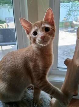 French Toast -  Domestic Short Hair Cat for Adoption in O