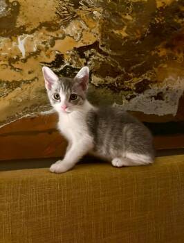 Rescue Domestic Short Hair Cats for Adoption in Oceanside, California - Vi | PetCurious