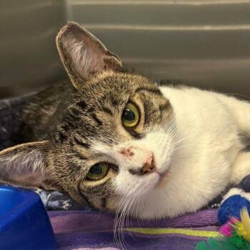 Jeremy -  Domestic Short Hair Cat for Adoption in East Hanover, New Jersey - Jeremy | PetCurious