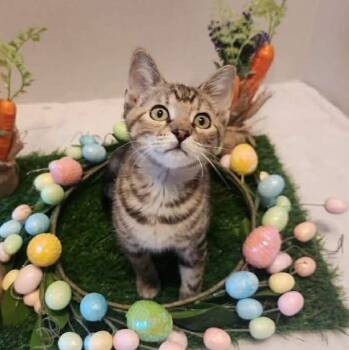 Tabby Cats Available for Adoption - Rizzo | PetCurious