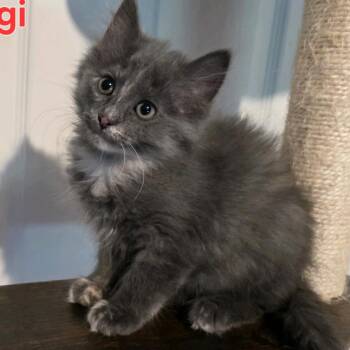 Gigi -  Domestic Medium Hair Cat for Adoption - Gigi | PetCurious