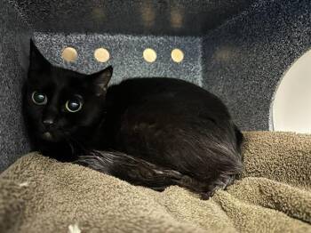 Domestic Short Hair Cats Available for Adoption in Boston, Massachusetts - CHECKOUT GIRL | PetCurious