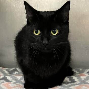 Carol -  Domestic Short Hair Cat for Adoption in Grand Rapids, Michigan - Carol | PetCurious