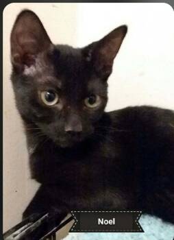 Noel -  Domestic Short Hair Cat for Adoption in Shrewsbury, Massachusetts - Noel | PetCurious