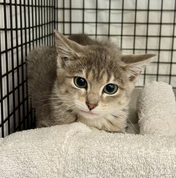 Rescue Domestic Short Hair Cats for Adoption in Gillette, Wyoming - Yuki | PetCurious