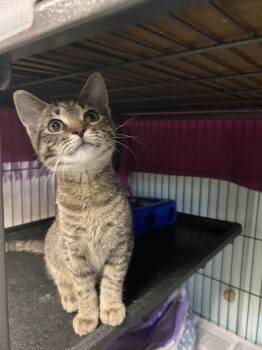 Domestic Short Hair Cats Available for Adoption - Nina | PetCurious