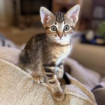 Domestic Short Hair Cats Available for Adoption in League City, Texas - Murphy | PetCurious