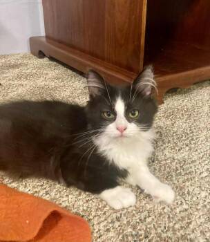 Rescue Domestic Long Hair Cats for Adoption in West Mifflin, Pennsylvania - Lindor | PetCurious