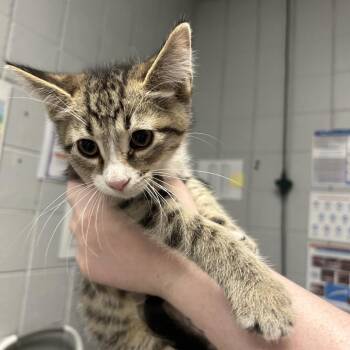 Jessie -  Domestic Short Hair Cat for Adoption in West Olive, Michigan - Jessie | PetCurious
