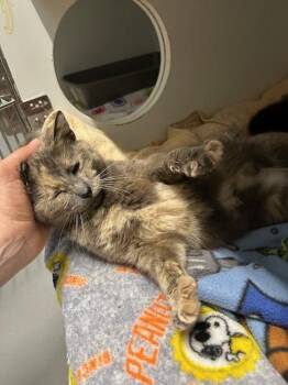 Martini -  Domestic Short Hair Cat for Adoption in Muskegon, Michigan - Martini | PetCurious