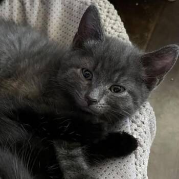Pocket Lint -  Domestic Short Hair Cat for Adoption in Biltmore Forest, North Carolina - Pocket Lint | PetCurious