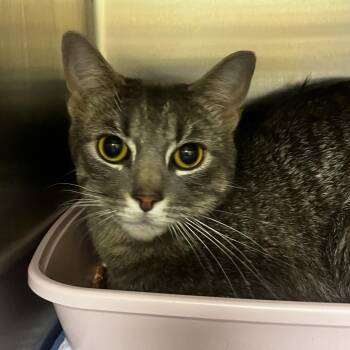 Domestic Short Hair Cats Available for Adoption in Keizer, Oregon - Bibble | PetCurious