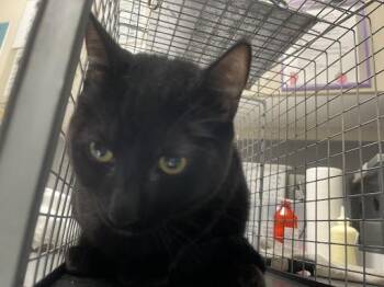 BIG BOY -  Bombay and Domestic Short Hair Cat for Adoption in Las Vegas, Nevada - BIG BOY | PetCurious