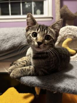 Timothy -  Domestic Short Hair Cat for Adoption in Warrington, Pennsylvania - Timothy | PetCurious