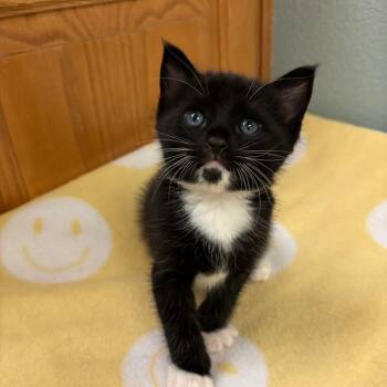 Schmidt -  Domestic Short Hair Cat for Adoption in Sunnyvale, California - Schmidt | PetCurious