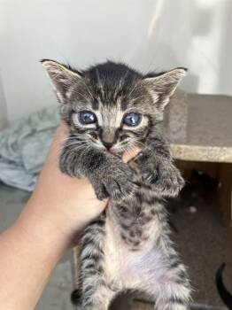 Rescue Domestic Short Hair Cats for Adoption in Stockton, California - HEDGE HOG | PetCurious