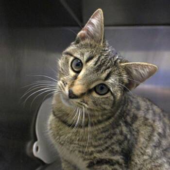 Kendall -  Domestic Short Hair Cat for Adoption in Des Moines, Iowa - Kendall | PetCurious