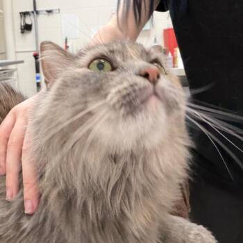 Tink -  Domestic Long Hair Cat for Adoption in Murray, Utah - Tink | PetCurious