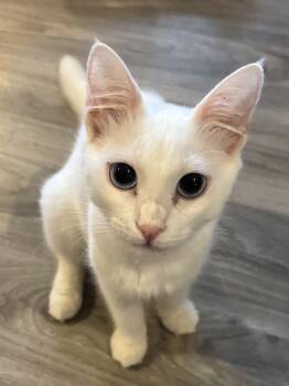 Twana (blue eyes, deaf) -  Domestic Short Hair Cat for Adoption in Fairfax, Virginia - Twana (blue Eyes, Deaf) | PetCurious