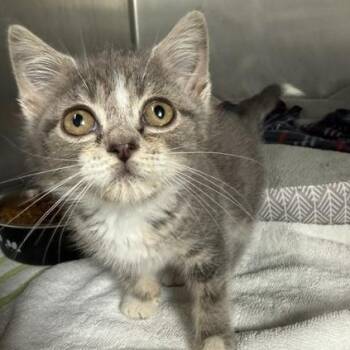 Dymond -  Domestic Short Hair Cat for Adoption in Honesdale, Pennsylvania - Dymond | PetCurious