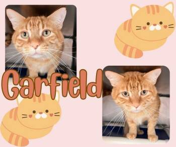 Tabby Cats Available for Adoption - Garfield | PetCurious