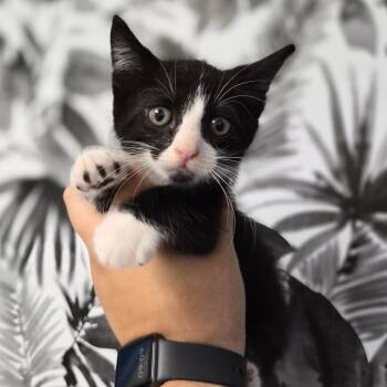 Domestic Short Hair Cats Available for Adoption in Wahiawa, Hawaii - Yin | PetCurious