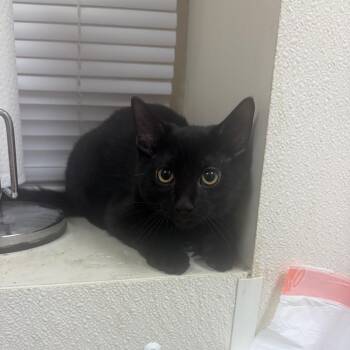 Hot Cheeto -  Domestic Short Hair Cat for Adoption in Pekin, Illinois - Hot Cheeto | PetCurious