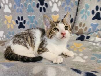 David -  Domestic Short Hair Cat for Adoption in Wabash, Indiana - David | PetCurious