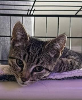 Domestic Short Hair Cats Available for Adoption - Thomas O