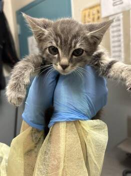 PRESTON -  Domestic Short Hair Cat for Adoption in Las Vegas, Nevada - PRESTON | PetCurious